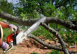 Lawn Renovation and Restoration in Bells, TX