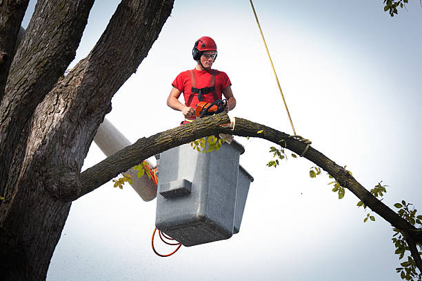 Reliable Bells, TX Tree Removal Solutions