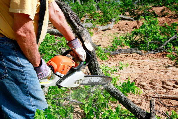 Lawn Maintenance Plans in Bells, TX